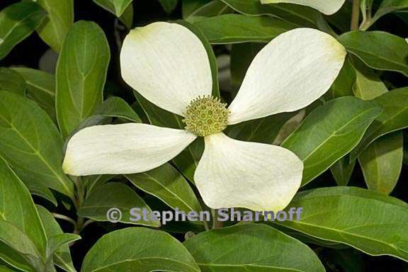 cornus capitata 4 graphic